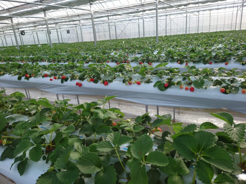 いちご農園「いちご物語」スポンサーNFT - ヘキサ（HEXA）NFT